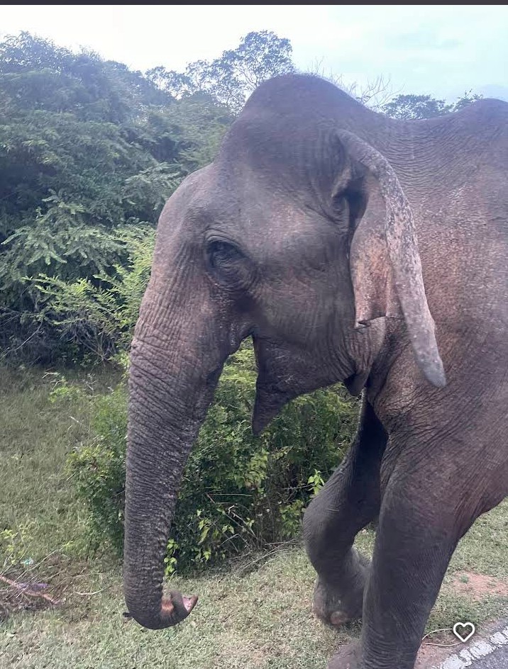 Akarshana tours Sri Lanka